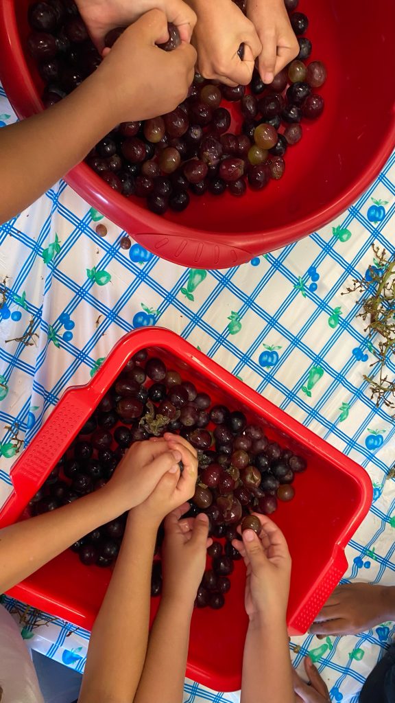 l'uva e la vendemmia