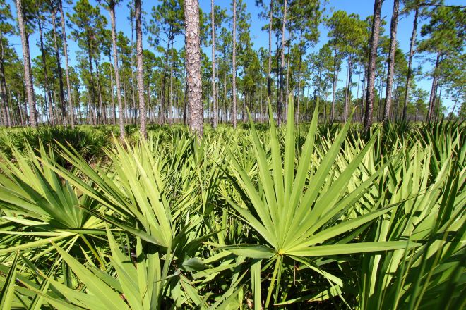 palmetto