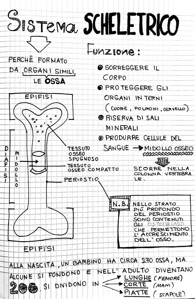 Lezione Sistema Scheletrico