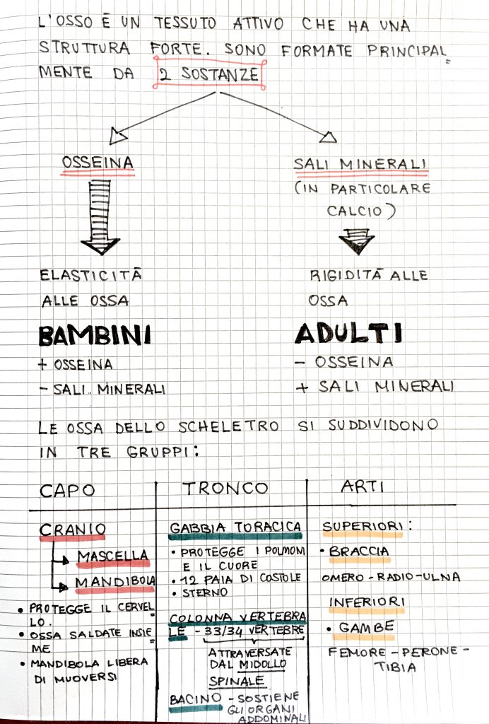 Lezione Sistema Scheletrico