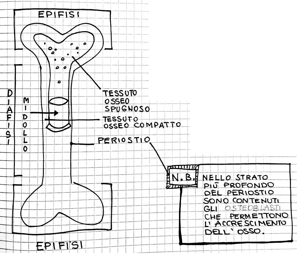 Struttura delle ossa